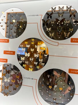 特別展「昆虫 MANIAC」（国立科学博物館）に投稿された画像（2024/8/20）