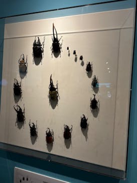 特別展「昆虫 MANIAC」（国立科学博物館）に投稿された画像（2024/8/20）