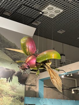 特別展「昆虫 MANIAC」（国立科学博物館）に投稿された画像（2024/8/20）