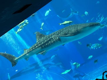 沖縄美ら海水族館に投稿された画像（2024/8/20）