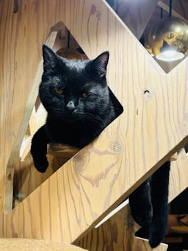 猫カフェモカ 名古屋栄店に投稿された画像（2024/8/20）