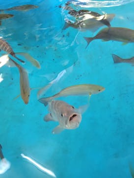 越前松島水族館に投稿された画像（2024/8/20）