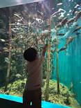 仙台うみの杜水族館に投稿された画像（2024/8/20）