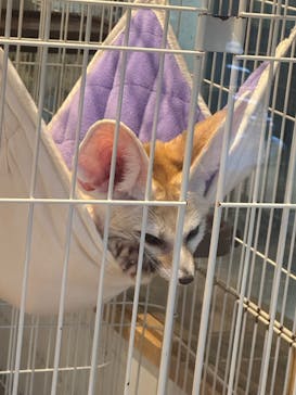 アニマルカフェフレカ　福島店に投稿された画像（2024/8/20）