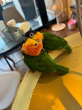 アニマルカフェフレカ　福島店に投稿された画像（2024/8/20）