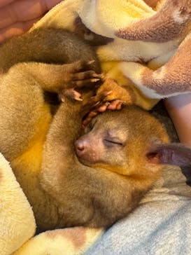 アニマルカフェフレカ　福島店に投稿された画像（2024/8/20）