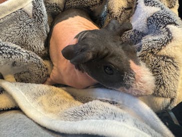 アニマルカフェフレカ　福島店に投稿された画像（2024/8/20）