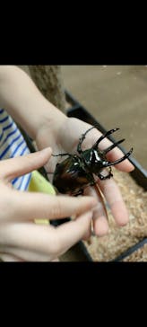 JOYPOLIS 特別イベントスペースに投稿された画像（2024/8/20）