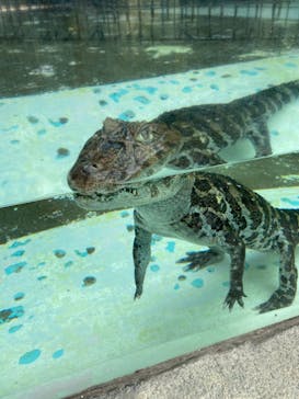 熱川バナナワニ園に投稿された画像（2024/8/20）