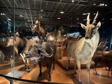 国立科学博物館に投稿された画像（2024/8/20）