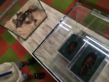 JOYPOLIS 特別イベントスペースに投稿された画像（2024/8/20）