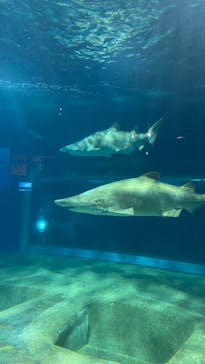 アクアワールド茨城県大洗水族館に投稿された画像（2024/8/21）