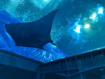 沖縄美ら海水族館（館内体験）に投稿された画像（2024/8/21）