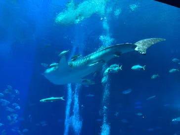 沖縄美ら海水族館（館内体験）に投稿された画像（2024/8/21）
