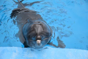 沖縄美ら海水族館（館内体験）に投稿された画像（2024/8/21）