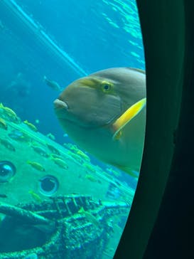 箱根園水族館に投稿された画像（2024/8/21）