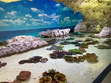 DMMかりゆし水族館に投稿された画像（2024/8/21）