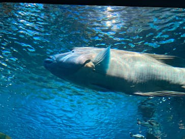 DMMかりゆし水族館に投稿された画像（2024/8/21）