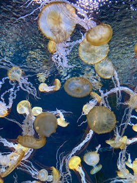 新江ノ島水族館に投稿された画像（2024/6/22）