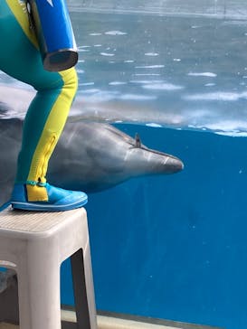新江ノ島水族館に投稿された画像（2024/6/22）