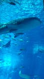 沖縄美ら海水族館に投稿された画像（2024/8/21）