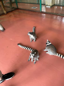 那須ワールドモンキーパークに投稿された画像（2024/8/21）