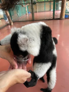 那須ワールドモンキーパークに投稿された画像（2024/8/21）