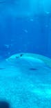 沖縄美ら海水族館に投稿された画像（2024/8/21）