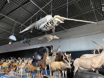 大哺乳類展に投稿された画像（2024/7/30）