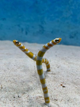 大分マリーンパレス水族館 「うみたまご」に投稿された画像（2023/8/11）