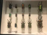 特別展「昆虫 MANIAC」（国立科学博物館）に投稿された画像（2024/8/21）