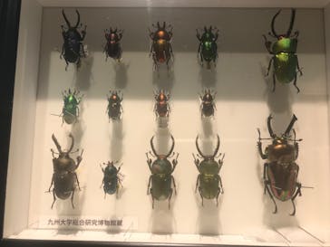 特別展「昆虫 MANIAC」（国立科学博物館）に投稿された画像（2024/8/21）