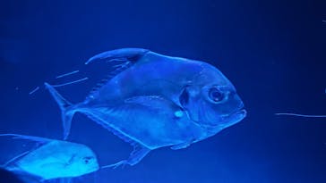 大分マリーンパレス水族館 「うみたまご」に投稿された画像（2024/8/21）