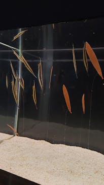 大分マリーンパレス水族館 「うみたまご」に投稿された画像（2024/8/21）