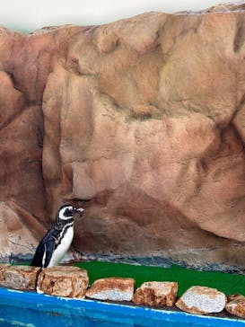 大分マリーンパレス水族館 「うみたまご」に投稿された画像（2024/8/21）