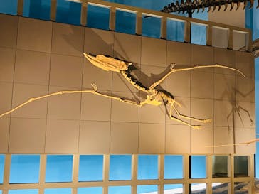 福井県立恐竜博物館に投稿された画像（2024/8/21）