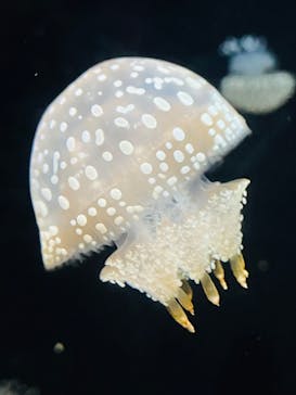 越前松島水族館に投稿された画像（2024/8/21）