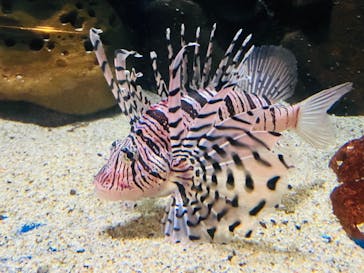 越前松島水族館に投稿された画像（2024/8/21）