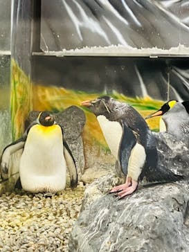 越前松島水族館に投稿された画像（2024/8/21）