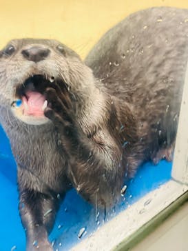 越前松島水族館に投稿された画像（2024/8/21）