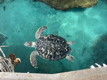 名古屋港水族館に投稿された画像（2024/8/21）