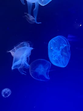 名古屋港水族館に投稿された画像（2024/8/21）