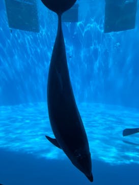 名古屋港水族館に投稿された画像（2024/8/21）