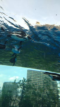 サンシャイン水族館に投稿された画像（2024/8/21）