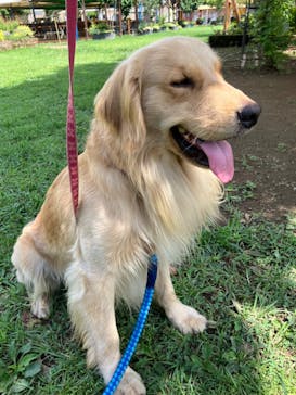 つくばわんわんランドに投稿された画像（2024/8/21）