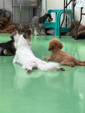 つくばわんわんランドに投稿された画像（2024/8/21）