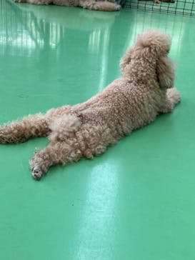 つくばわんわんランドに投稿された画像（2024/8/21）