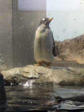 マクセル アクアパーク品川に投稿された画像（2024/8/21）