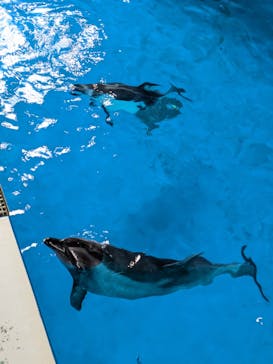 マクセル アクアパーク品川に投稿された画像（2024/8/21）