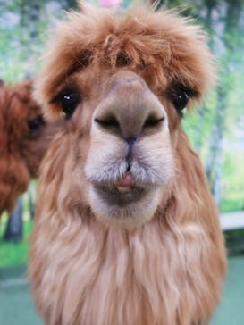 アルパカふれあいランド(Alpaca fureai land)に投稿された画像（2024/8/21）